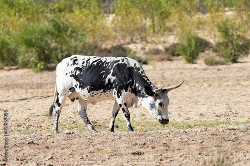 Nguni Cow, Cattle, a hardy hybrid breed indigenous to South Africa, in a pasture in the Western Cape