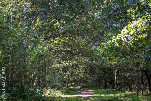 Epsom common  a Nature reserve in Surrey near Epsom  England  UK