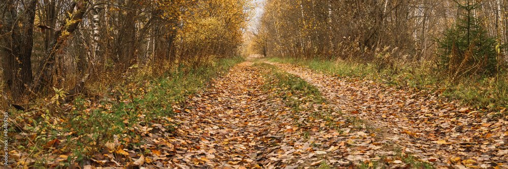 autumn forest landscape. open forest road strewn with fall red yellow orange fallen foliage and trees with falling leaves on the side of the way. travel to russia. banner autumn forest landscape. open forest road strewn with fall red yellow orange fallen foliage and trees with falling leaves on the side of the way. travel to russia. banner