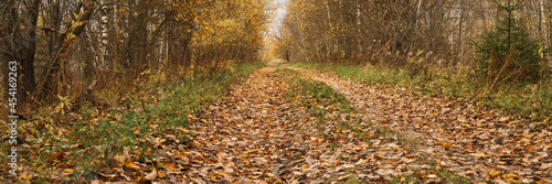 autumn forest landscape. open forest road strewn with fall red yellow orange fallen foliage and trees with falling leaves on the side of the way. travel to russia. banner