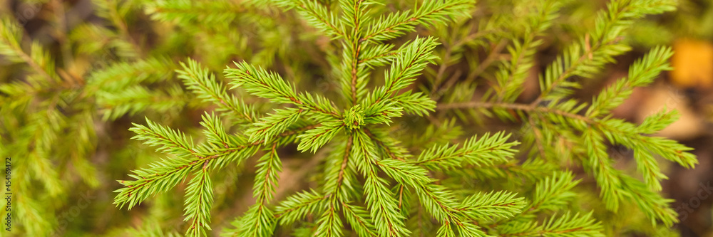 a small growing evergreen spruce or fir in the autumn forest among the fallen leaves. close up, top view. banner a small growing evergreen spruce or fir in the autumn forest among the fallen leaves. close up, top view. banner