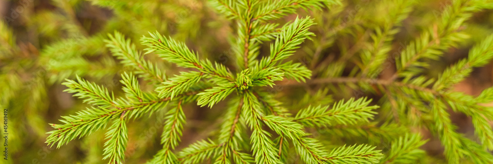 a small growing evergreen spruce or fir in the autumn forest among the fallen leaves. close up, top view. banner a small growing evergreen spruce or fir in the autumn forest among the fallen leaves. close up, top view. banner