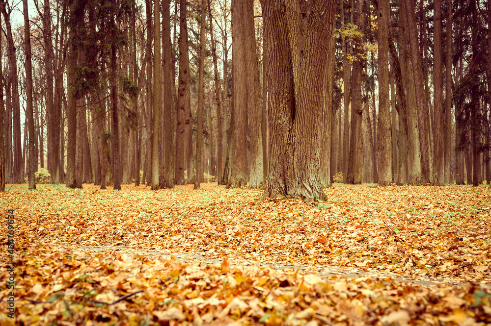 autumn city park or forest, fall trees and fallen yellow orange foliage on the ground autumn city park or forest, fall trees and fallen yellow orange foliage on the ground