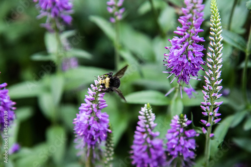 Balancing Act Bumble Bee