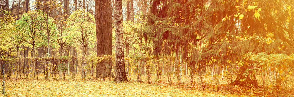 autumn city park or forest, fall trees and fallen yellow orange foliage on the ground. banner. flare autumn city park or forest, fall trees and fallen yellow orange foliage on the ground. banner. flare