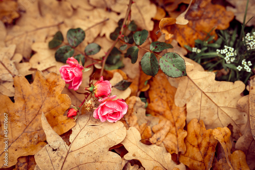 a pink garden rose flower in full bloom on fallen autumn orange oak leaves