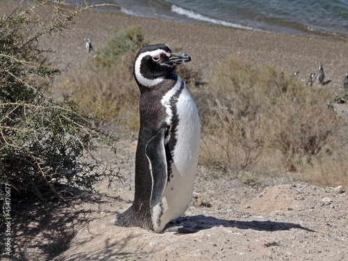 Pinguim na Peninsula Valdés - Janeiro/2014 - Argentina
