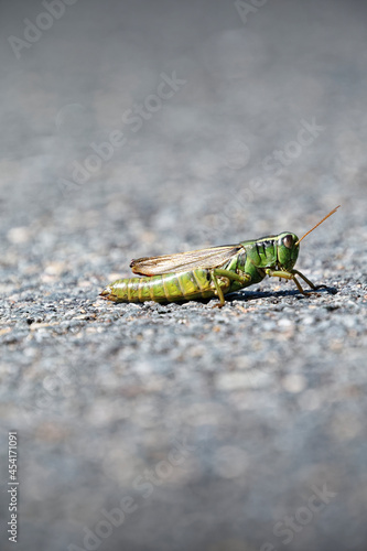 green grasshopper on asphalt