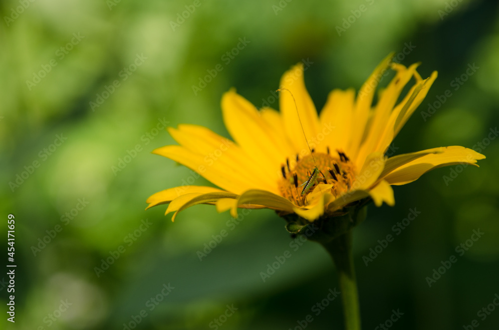Obraz premium yellow flower