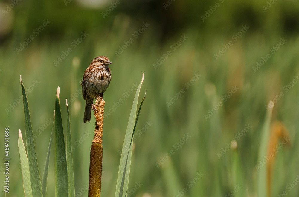 Sparrow on Reeds