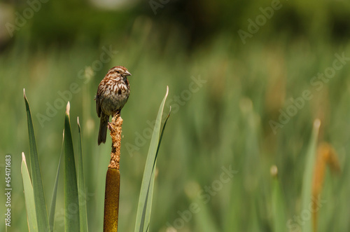 Sparrow on Reeds