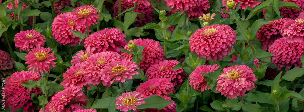 A display of Zinnia flowers in a field near Canby Oregon.  Zinnia is a genus of plants of the sunflower tribe within the daisy family.