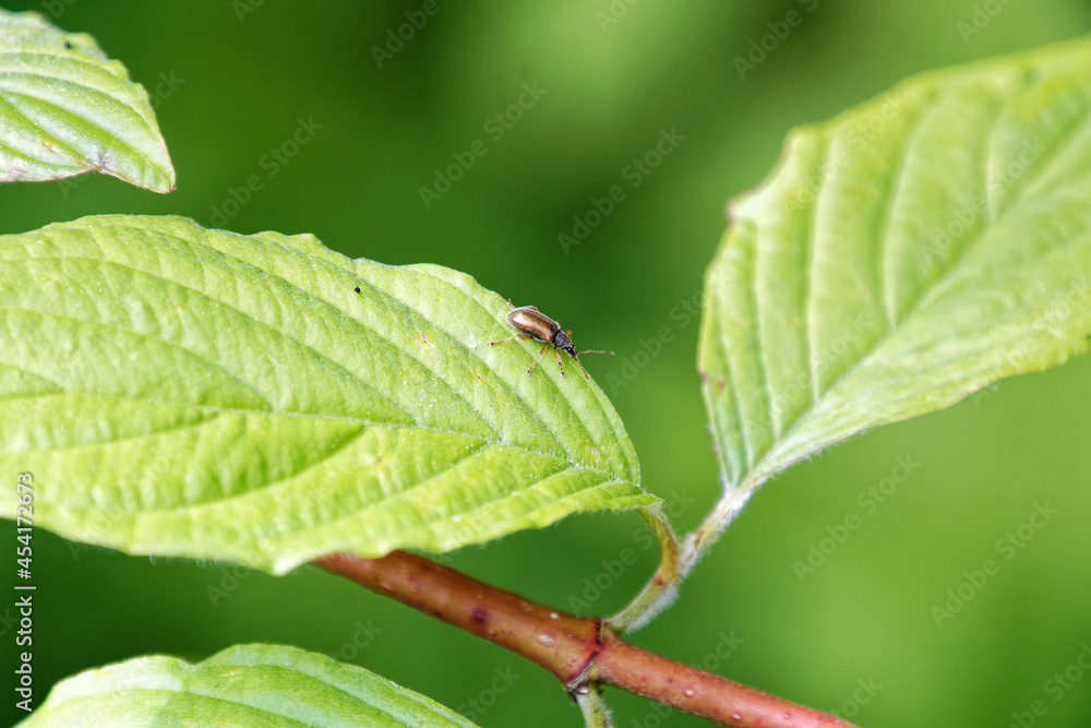 bug on leaf bug on leaf