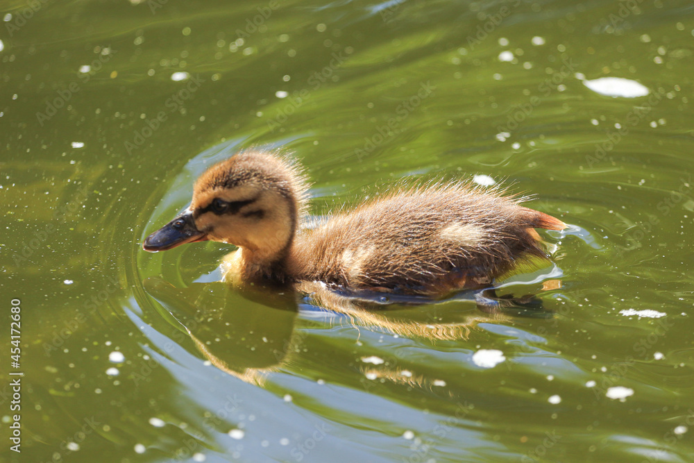 Small duckling swimming in a lake