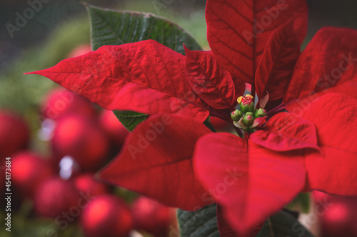Single Red Poinsettia Surrounded by Red Christmas Balls and Greenery