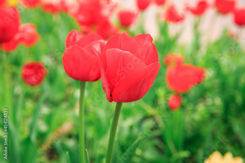 A bright red tulip blooming against other tulips on a sunny day. Flowers growing in a street flower bed 