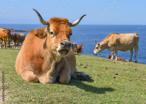 Cattle grazing on the Basque coastline at the foot of Mount Jaizkibel, Hondarribia, Spain photo