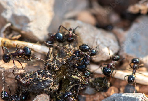 black ants work together and carry their prey into the burrow in the early morning 