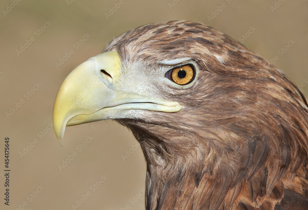 Obraz premium close up of an eagle