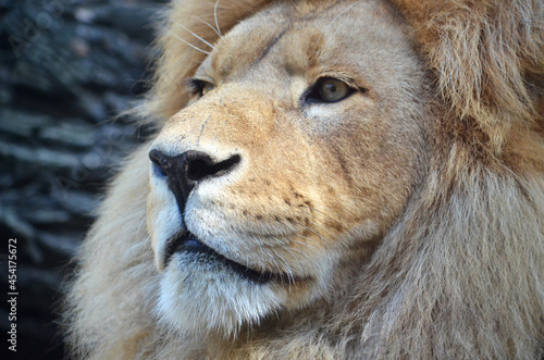 close up of a lion