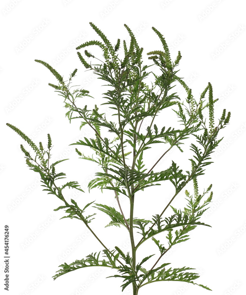 Fototapeta premium Fresh common Ragweed (Ambrosia artemisiifolia) isolated on white background