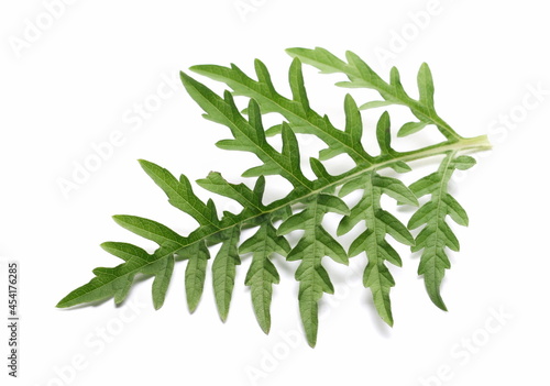 Fresh leaf common Ragweed  Ambrosia artemisiifolia  isolated on white background