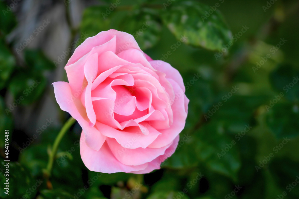 beautiful pink rose flower isolated on background with green leaves