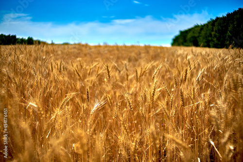 Golden wheat field in summer.