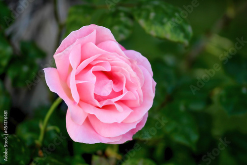 beautiful pink rose flower isolated on background with green leaves