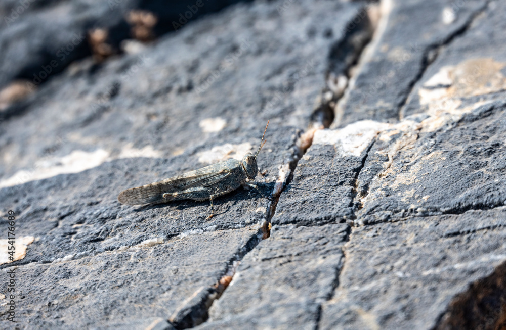 macro filming gray grasshopper on the ground macro filming gray grasshopper on the ground