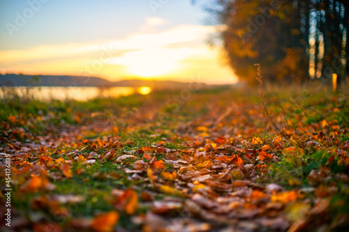 Autumn in the forest. Autumn leaves near and sunset in the background.