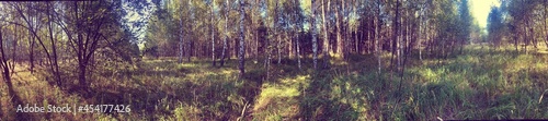 Panorama of a birch forest. Forestry panorama