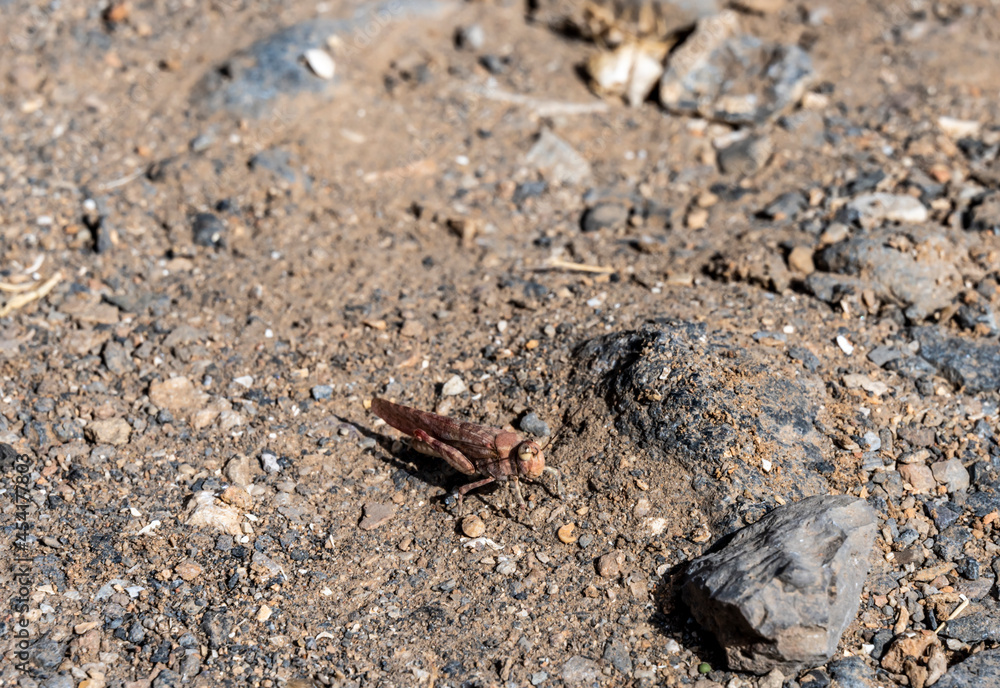 macro filming gray grasshopper on the ground macro filming gray grasshopper on the ground