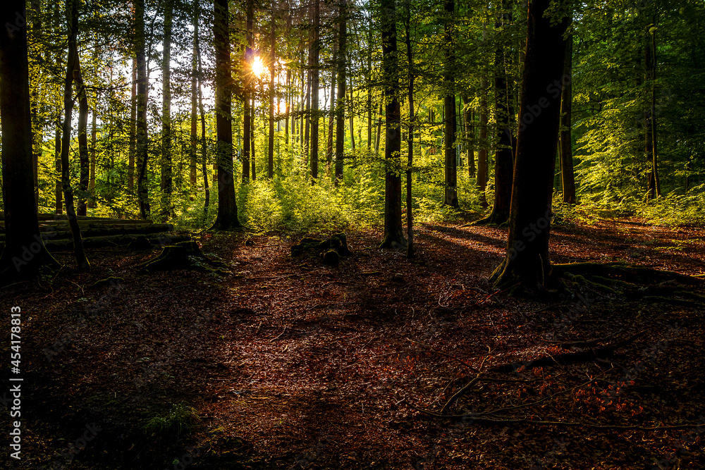 Lichtung im Wald bei untergehender Sonne im Gegenlicht