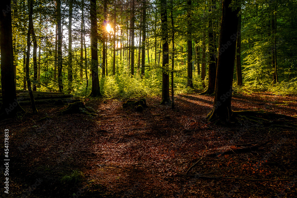 Obraz premium Lichtung im Wald bei untergehender Sonne im Gegenlicht