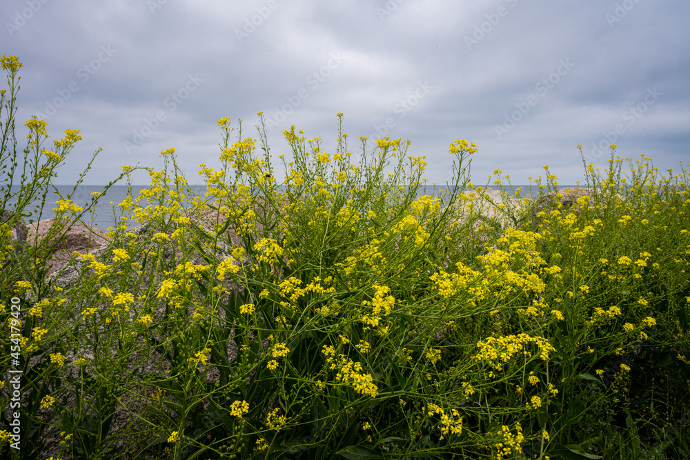 A green bush with yellow flowers. Dramatic sky A green bush with yellow flowers. Dramatic sky