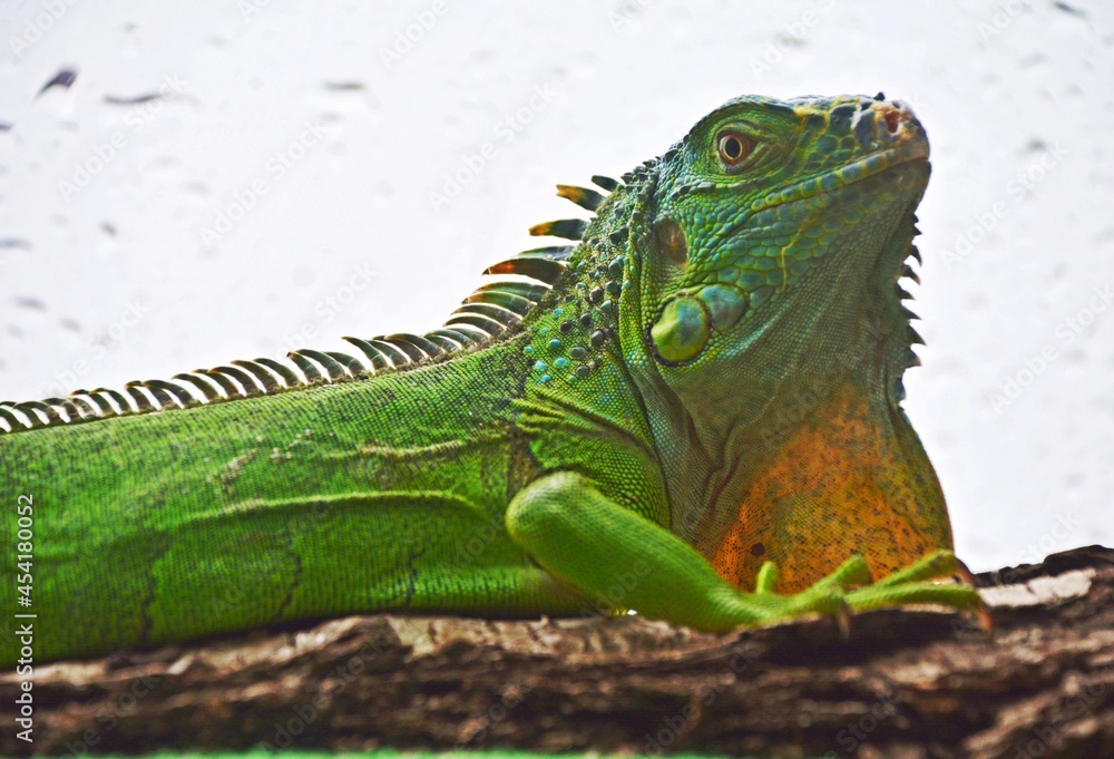 Młody legwan zielony - Young Iguana - obrazy, fototapety, plakaty 