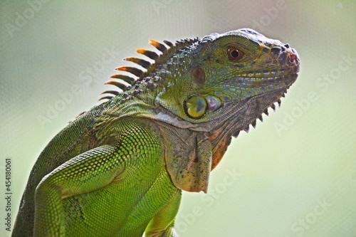 Legwan zielony - green iguana - Piękny zielony smok