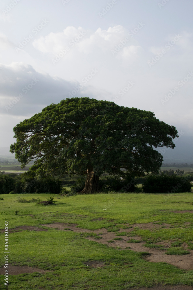 Large Tree Ethiopia