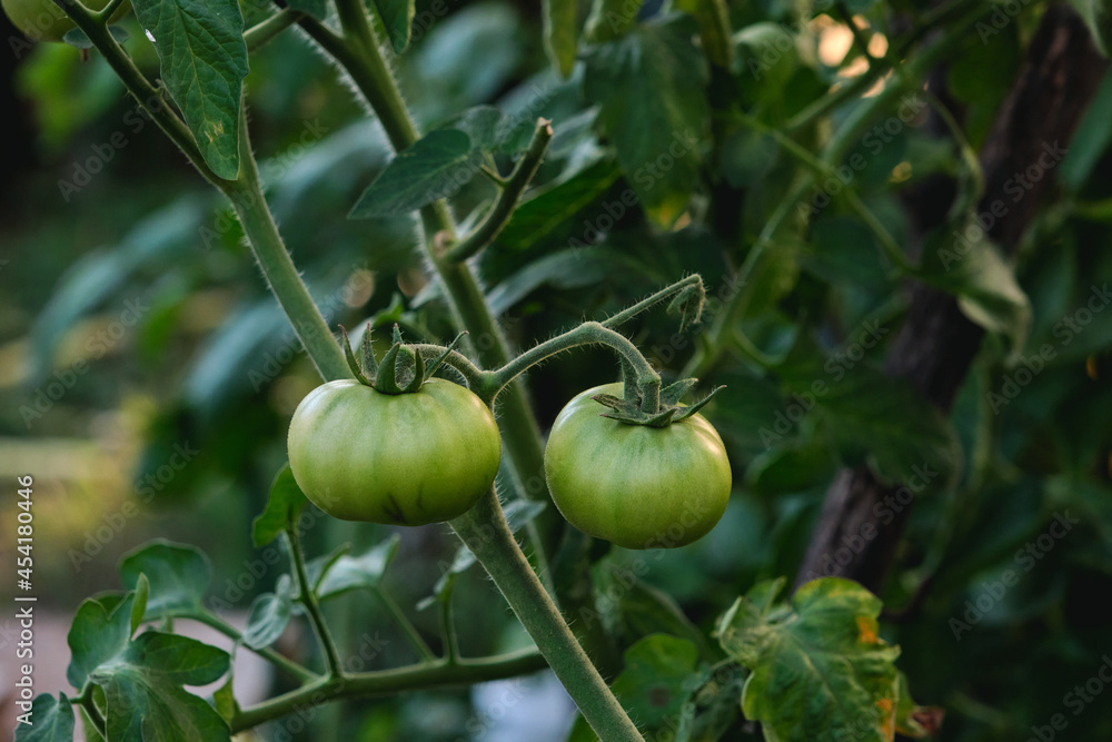 Tomato plant immature green fruits