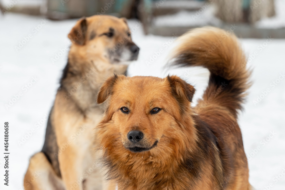 Two dogs in winter outdoors on a background of white snow Two dogs in winter outdoors on a background of white snow