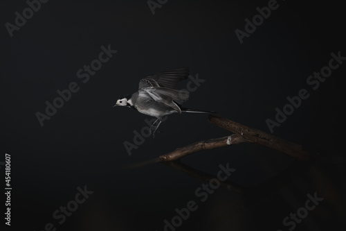 Wagtail soaring above tree twig on black background photo