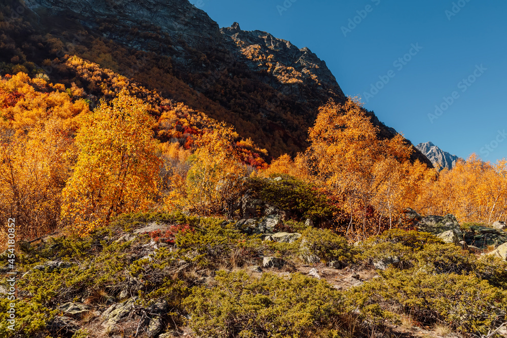 Mountains and autumnal forest in Europe. Alpine landscape with yellow trees