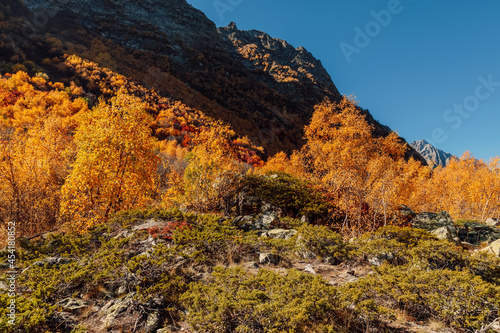 Mountains and autumnal forest in Europe. Alpine landscape with yellow trees © artifirsov