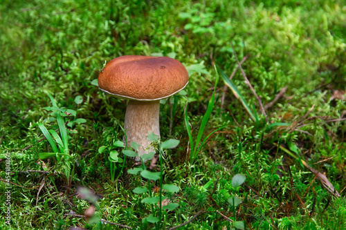 A white mushroom growing in the forest among moss and grass