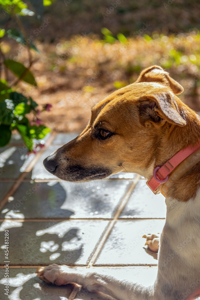 Portrait of a white and brown spotted female dog lying on the floor. Brown eyes. Sunbath. Animal world. Pet lover. Animals defend. Dog lover. Portrait of a white and brown spotted female dog lying on the floor. Brown eyes. Sunbath. Animal world. Pet lover. Animals defend. Dog lover.