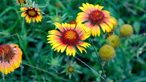 summer plants growing in nature