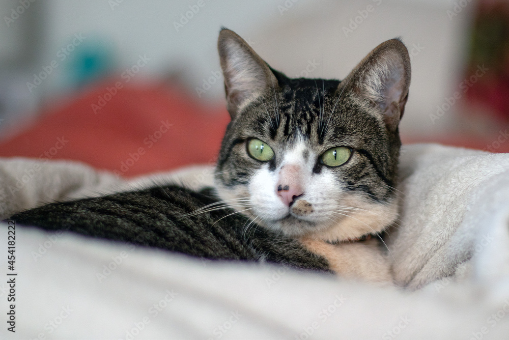 A beautiful gray and white spotted male cat lying on of blanket on the bed in a cold day. Animals defender. Animal world. Pet lover.Cat lover. American Wirehair.