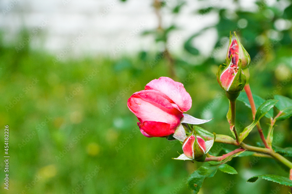 Roses. Pink flowers. Flowers in the garden. Roses. Pink flowers. Flowers in the garden.