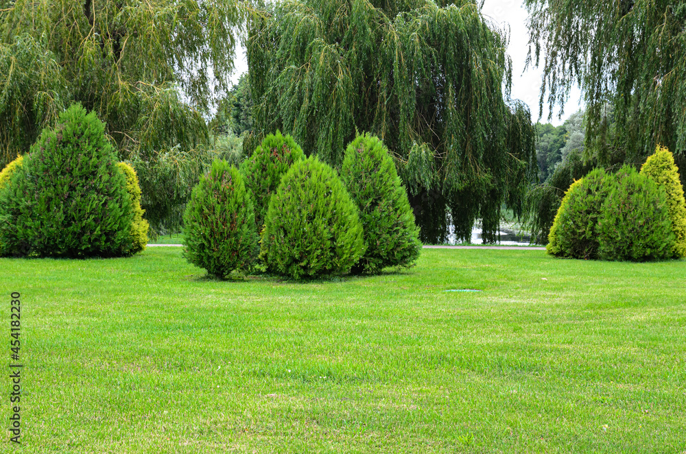 Fototapeta premium beautiful landscape trees on the summer lawn